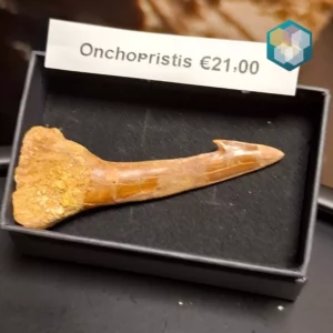 Onchopristis