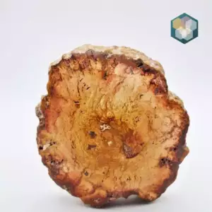 Versteend hout